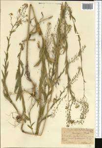 Neslia paniculata subsp. thracica (Velen.) Bornm., Middle Asia, Northern & Central Tian Shan (M4) (Kazakhstan)