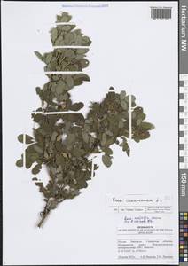 Rosa majalis Herrm., Eastern Europe, Middle Volga region (E8) (Russia)