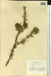 Larix sibirica Ledeb., Siberia, Altai & Sayany Mountains (S2) (Russia)