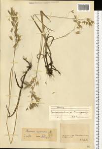 Bromus squarrosus L., Eastern Europe, South Ukrainian region (E12) (Ukraine)