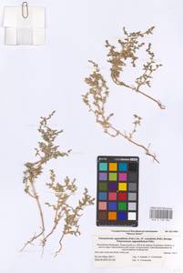 Petrosimonia oppositifolia (Pall.) Litv., Eastern Europe, Lower Volga region (E9) (Russia)