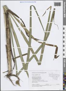 Carex riparia Curtis, Eastern Europe, Central region (E4) (Russia)
