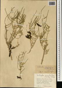 Haloxylon ammodendron (C. A. Mey.) Bunge ex Fenzl, Mongolia (MONG) (Mongolia)