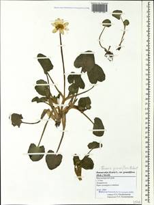 Ficaria grandiflora Robert, Caucasus, Black Sea Shore (from Novorossiysk to Adler) (K3) (Russia)
