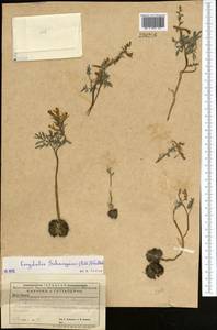 Corydalis schanginii (Pall.) B. Fedtsch., Middle Asia, Caspian Ustyurt & Northern Aralia (M8) (Kazakhstan)