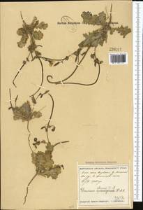 Glaucium elegans, Middle Asia, Syr-Darian deserts & Kyzylkum (M7) (Tajikistan)