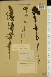 Rhinanthus serotinus var. vernalis (N. W. Zinger) Janch., Eastern Europe, Middle Volga region (E8) (Russia)