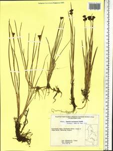 Juncus castaneus Sm., Siberia, Chukotka & Kamchatka (S7) (Russia)