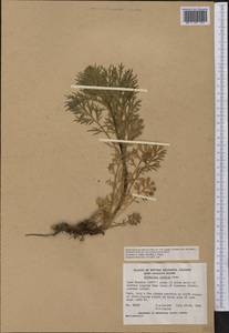 Artemisia norvegica subsp. saxatilis (Besser) H. M. Hall & Clem., America (AMER) (Canada)