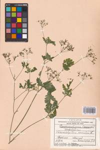 Chaerophyllum temulum L., Eastern Europe, North Ukrainian region (E11) (Ukraine)