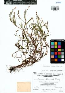 Persicaria minor (Huds.) Opiz, Siberia, Baikal & Transbaikal region (S4) (Russia)