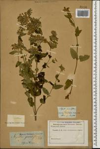 Nepeta grandiflora M.Bieb., Caucasus (no precise locality) (K0)
