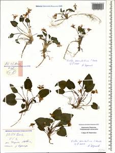 Viola somchetica C. Koch, Caucasus, Stavropol Krai, Karachay-Cherkessia & Kabardino-Balkaria (K1b) (Russia)