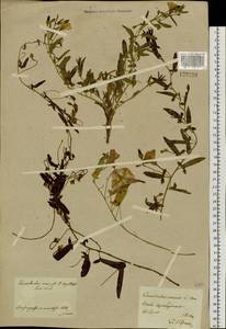 Convolvulus arvensis L., Siberia, Central Siberia (S3) (Russia)