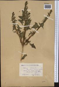 Spinacia oleracea subsp. turkestanica (Iljin) Del Guacchio & P. Caputo, Middle Asia, Caspian Ustyurt & Northern Aralia (M8) (Kazakhstan)