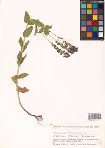 Veronica teucrium L., Eastern Europe, Moscow region (E4a) (Russia)