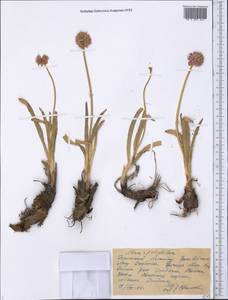 Allium carolinianum Redouté, Middle Asia, Western Tian Shan & Karatau (M3) (Kazakhstan)