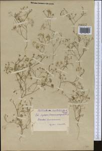 Psammogeton capillifolium (Regel & Schmalh.) Mousavi, Mozaff. & Zarre, Middle Asia, Syr-Darian deserts & Kyzylkum (M7) (Uzbekistan)