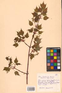 Acer barbinerve Maxim., Siberia, Russian Far East (S6) (Russia)