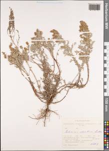 Artemisia schrenkiana Ledeb., Siberia, Western Siberia (S1) (Russia)