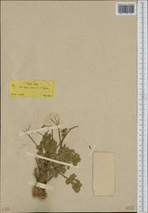 Heracleum humile Sm., South Asia, South Asia (Asia outside ex-Soviet states and Mongolia) (ASIA) (Turkey)