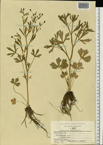 Ranunculus sceleratus L., Eastern Europe, Central region (E4) (Russia)