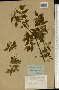 Euonymus verrucosus Scop., Eastern Europe, Moscow region (E4a) (Russia)
