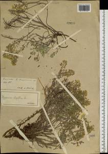 Odontarrhena obovata C.A.Mey., Siberia, Baikal & Transbaikal region (S4) (Russia)