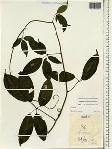 Vitaceae, South Asia, South Asia (Asia outside ex-Soviet states and Mongolia) (ASIA) (Vietnam)
