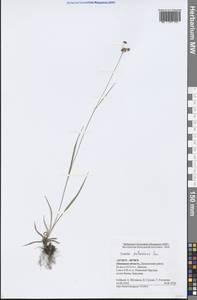 Luzula pallescens Sw., Eastern Europe, Central forest-and-steppe region (E6) (Russia)