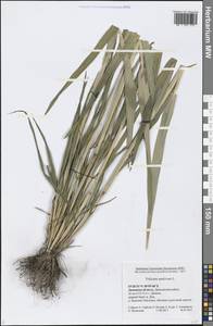 Triticum aestivum L., Eastern Europe, Central forest-and-steppe region (E6) (Russia)