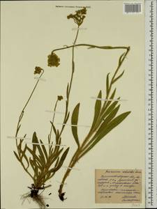 Pilosella echioides subsp. echioides, Eastern Europe, North Ukrainian region (E11) (Ukraine)