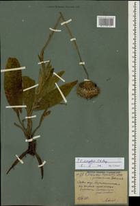 Cirsium canum (L.) All., Caucasus, Stavropol Krai, Karachay-Cherkessia & Kabardino-Balkaria (K1b) (Russia)