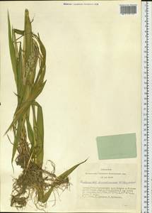 Phalaris arundinacea L., Siberia, Altai & Sayany Mountains (S2) (Russia)