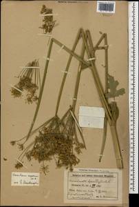 Heracleum asperum (Hoffm.) M. Bieb., Caucasus, Azerbaijan (K6) (Azerbaijan)