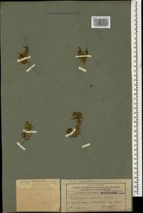Dipterocome pusilla Fisch. & C. A. Mey., Caucasus, Azerbaijan (K6) (Azerbaijan)