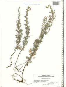 Artemisia austriaca Jacq., Eastern Europe, Moscow region (E4a) (Russia)