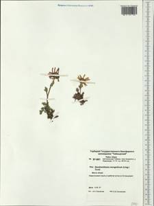 Chrysanthemum mongolicum Y. Ling, Siberia, Central Siberia (S3) (Russia)
