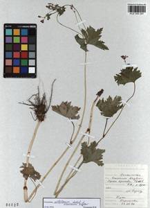 KUZ 000 291, Geranium albiflorum Ledeb., Siberia, Altai & Sayany Mountains (S2) (Russia)