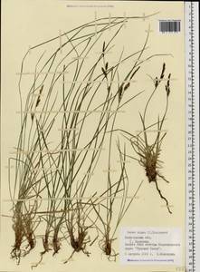 Carex nigra (L.) Reichard, Eastern Europe, Northern region (E1) (Russia)