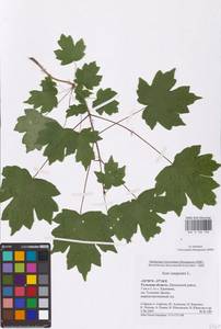 Acer campestre L., Eastern Europe, Central region (E4) (Russia)