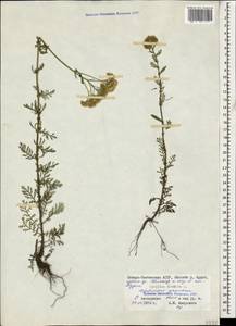 Achillea nobilis L., Caucasus, North Ossetia, Ingushetia & Chechnya (K1c) (Russia)