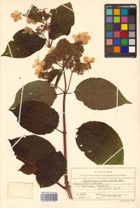 Hydrangea paniculata Siebold, Siberia, Russian Far East (S6) (Russia)