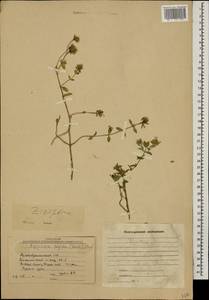 Ziziphora clinopodioides subsp. rigida (Boiss.) Rech.f., Caucasus, Armenia (K5) (Armenia)