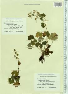 Alchemilla glaucescens Wallr., Eastern Europe, Northern region (E1) (Russia)