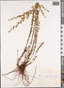 Artemisia obtusiloba Ledeb., Siberia, Altai & Sayany Mountains (S2) (Russia)