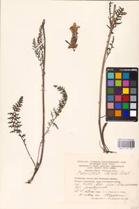 MHA 0 162 304, Pedicularis sibirica Vved., Eastern Europe, Eastern region (E10) (Russia)