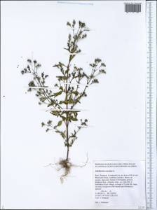 Amethystea caerulea L., Siberia, Altai & Sayany Mountains (S2) (Russia)