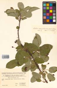 Malus mandshurica (Maxim.) Kom., Siberia, Russian Far East (S6) (Russia)