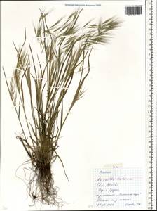 Bromus tectorum L., Eastern Europe, Belarus (E3a) (Belarus)